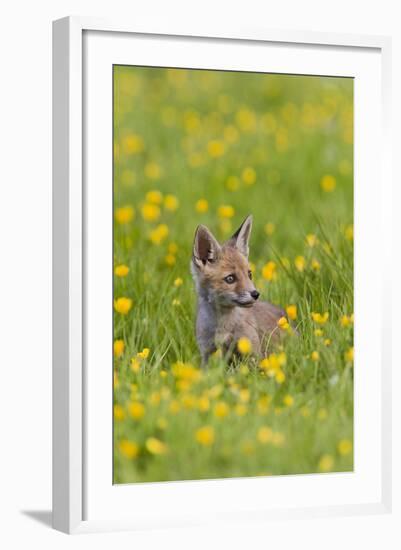 Red Fox Cub in Buttercup Meadow-null-Framed Photographic Print