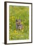 Red Fox Cub in Buttercup Meadow-null-Framed Photographic Print