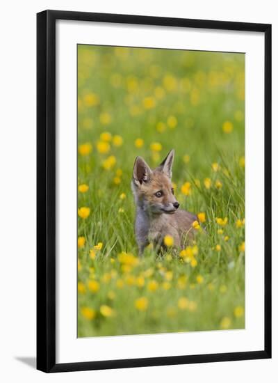 Red Fox Cub in Buttercup Meadow-null-Framed Photographic Print