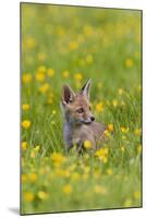 Red Fox Cub in Buttercup Meadow-null-Mounted Photographic Print