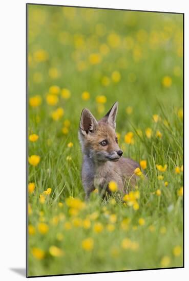 Red Fox Cub in Buttercup Meadow-null-Mounted Photographic Print