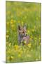 Red Fox Cub in Buttercup Meadow-null-Mounted Photographic Print