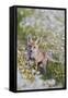 Red Fox Cub in Wild Flower Meadow-null-Framed Stretched Canvas