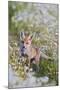 Red Fox Cub in Wild Flower Meadow-null-Mounted Photographic Print