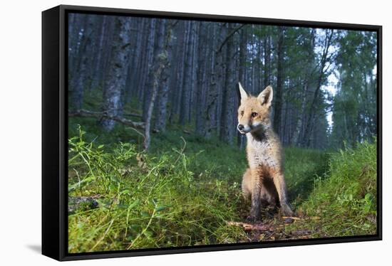 Red fox cub in woodland clearing, Cairngorms NP, Scotland-SCOTLAND: The Big Picture-Framed Stretched Canvas