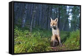 Red fox cub in woodland clearing, Cairngorms NP, Scotland-SCOTLAND: The Big Picture-Framed Stretched Canvas