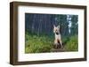 Red fox cub in woodland clearing, Cairngorms NP, Scotland-SCOTLAND: The Big Picture-Framed Photographic Print