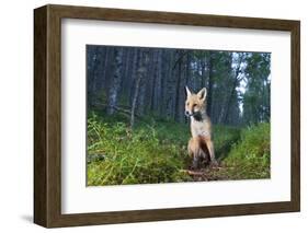 Red fox cub in woodland clearing, Cairngorms NP, Scotland-SCOTLAND: The Big Picture-Framed Photographic Print