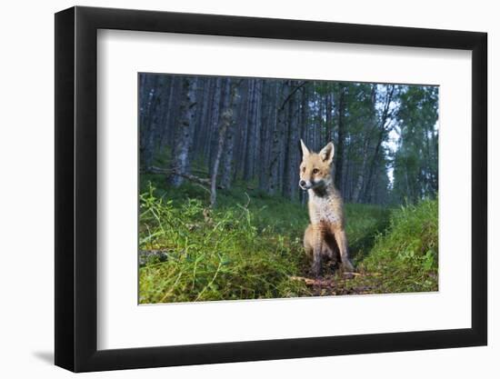 Red fox cub in woodland clearing, Cairngorms NP, Scotland-SCOTLAND: The Big Picture-Framed Photographic Print