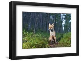 Red fox cub in woodland clearing, Cairngorms NP, Scotland-SCOTLAND: The Big Picture-Framed Photographic Print