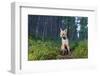 Red fox cub in woodland clearing, Cairngorms NP, Scotland-SCOTLAND: The Big Picture-Framed Photographic Print