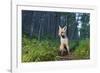 Red fox cub in woodland clearing, Cairngorms NP, Scotland-SCOTLAND: The Big Picture-Framed Photographic Print