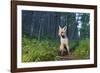 Red fox cub in woodland clearing, Cairngorms NP, Scotland-SCOTLAND: The Big Picture-Framed Photographic Print