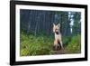 Red fox cub in woodland clearing, Cairngorms NP, Scotland-SCOTLAND: The Big Picture-Framed Photographic Print