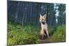 Red fox cub in woodland clearing, Cairngorms NP, Scotland-SCOTLAND: The Big Picture-Mounted Photographic Print