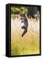 Red Fox Cub Jumping for Ball-null-Framed Stretched Canvas