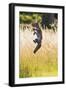 Red Fox Cub Jumping for Ball-null-Framed Photographic Print