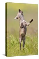 Red Fox Cub Jumping in Meadow-null-Stretched Canvas