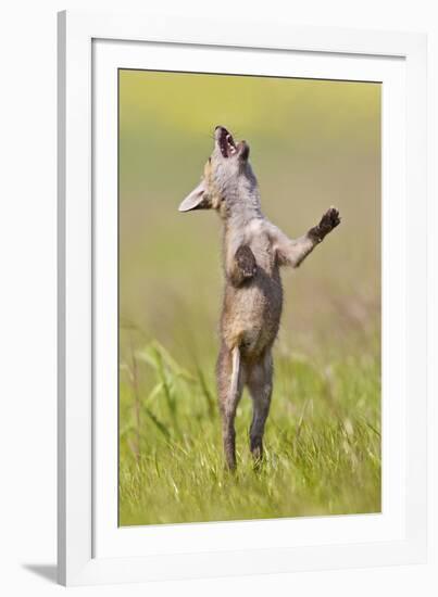 Red Fox Cub Jumping in Meadow-null-Framed Photographic Print