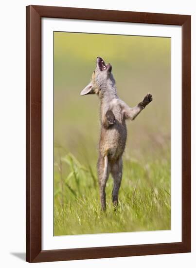 Red Fox Cub Jumping in Meadow-null-Framed Photographic Print