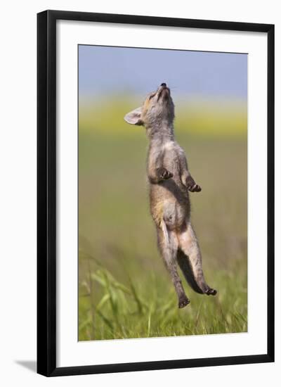 Red Fox Cub Jumping in Meadow-null-Framed Photographic Print