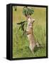 Red Fox Cub Jumping to Take Cherries from Tree-null-Framed Stretched Canvas