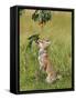Red Fox Cub Jumping to Take Cherries from Tree-null-Framed Stretched Canvas