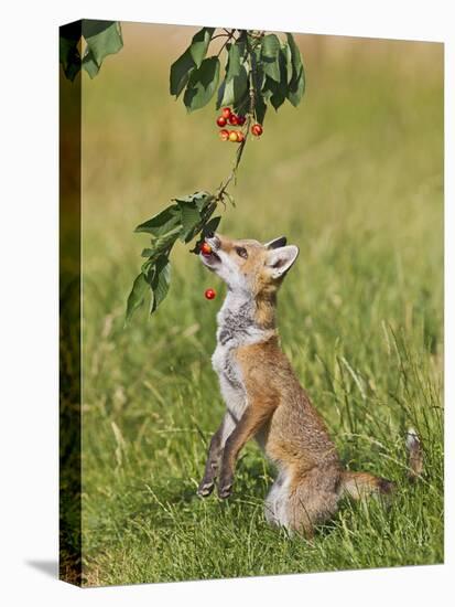 Red Fox Cub Jumping to Take Cherries from Tree-null-Stretched Canvas