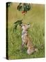 Red Fox Cub Jumping to Take Cherries from Tree-null-Stretched Canvas