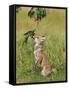 Red Fox Cub Jumping to Take Cherries from Tree-null-Framed Stretched Canvas