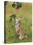 Red Fox Cub Jumping to Take Cherries from Tree-null-Stretched Canvas