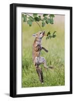 Red Fox Cub Jumping to Take Cherries from Tree-null-Framed Photographic Print