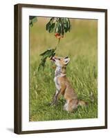 Red Fox Cub Jumping to Take Cherries from Tree-null-Framed Photographic Print