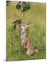 Red Fox Cub Jumping to Take Cherries from Tree-null-Mounted Photographic Print