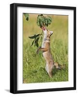 Red Fox Cub Jumping to Take Cherries from Tree-null-Framed Photographic Print