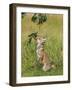 Red Fox Cub Jumping to Take Cherries from Tree-null-Framed Photographic Print