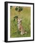 Red Fox Cub Jumping to Take Cherries from Tree-null-Framed Photographic Print