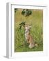 Red Fox Cub Jumping to Take Cherries from Tree-null-Framed Photographic Print