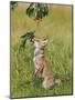 Red Fox Cub Jumping to Take Cherries from Tree-null-Mounted Photographic Print