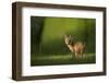 Red fox cub looking over shoulder at camera. Sheffield, UK-Paul Hobson-Framed Photographic Print