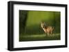 Red fox cub looking over shoulder at camera. Sheffield, UK-Paul Hobson-Framed Photographic Print