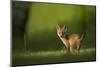 Red fox cub looking over shoulder at camera. Sheffield, UK-Paul Hobson-Mounted Photographic Print