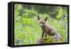 Red Fox Cub on Mossy Stump with Bluebells-null-Framed Stretched Canvas