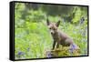 Red Fox Cub on Mossy Stump with Bluebells-null-Framed Stretched Canvas