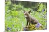 Red Fox Cub on Mossy Stump with Bluebells-null-Mounted Photographic Print
