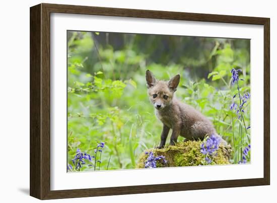 Red Fox Cub on Mossy Stump with Bluebells-null-Framed Photographic Print