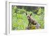 Red Fox Cub on Mossy Stump with Bluebells-null-Framed Photographic Print