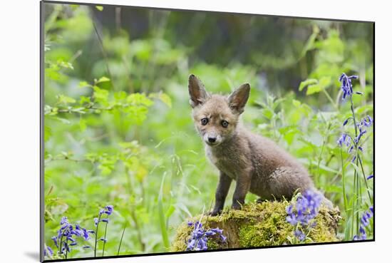 Red Fox Cub on Mossy Stump with Bluebells-null-Mounted Photographic Print