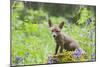 Red Fox Cub on Mossy Stump with Bluebells-null-Mounted Photographic Print