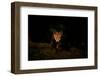 Red fox cub pausing in a pool of dappled sunlight, UK-Andrew Parkinson-Framed Photographic Print